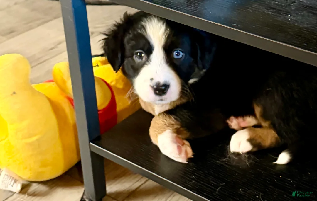 Mixed Breed dogs for sale: Mixed Breed 3 - Ad 1