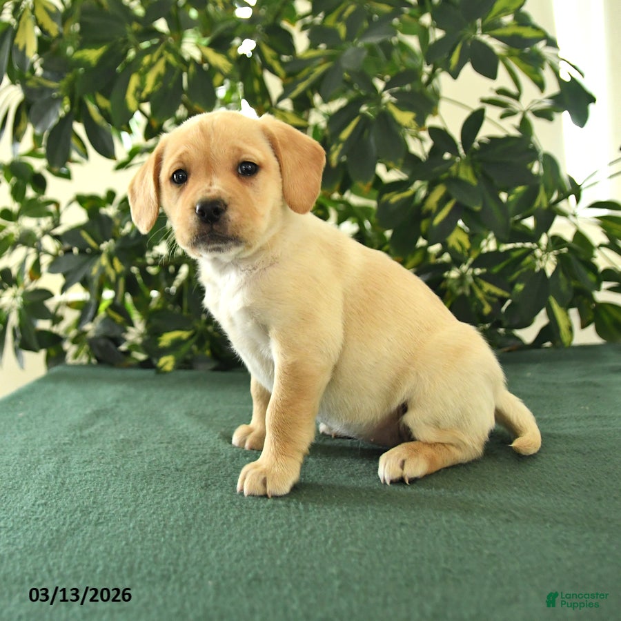 Mixed Breed dogs Mya - Ad 1