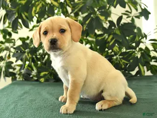 Mixed Breed dogs for sale: Mya - Ad 3