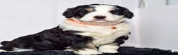 Bernedoodle dogs for sale: Mr. Sammy - Ad 6