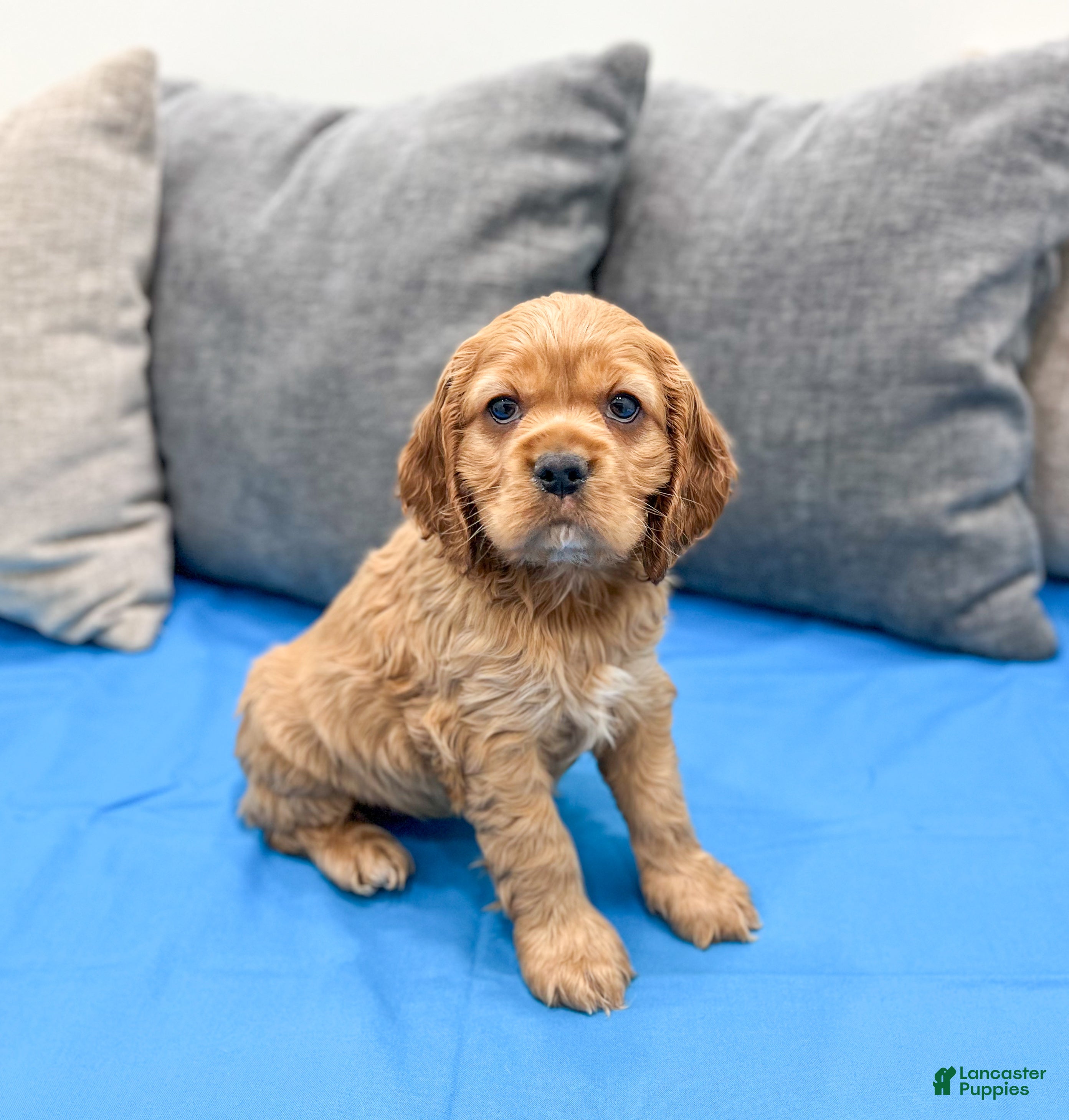 Cocker Spaniel dogs Hazel - Ad 27