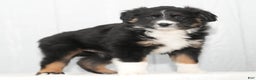 Australian Shepherd dogs for sale: Callie - Ad 2