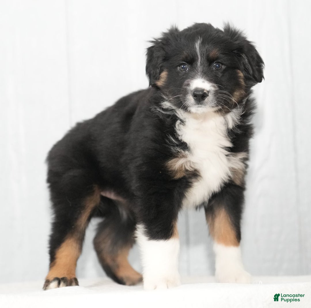 Australian Shepherd dogs for sale: Callie - Ad 2