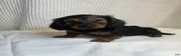 Miniature Dachshund dogs for sale: Trixie  - Ad 6