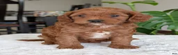 Cavapoo dogs for sale: Sara - Ad 5