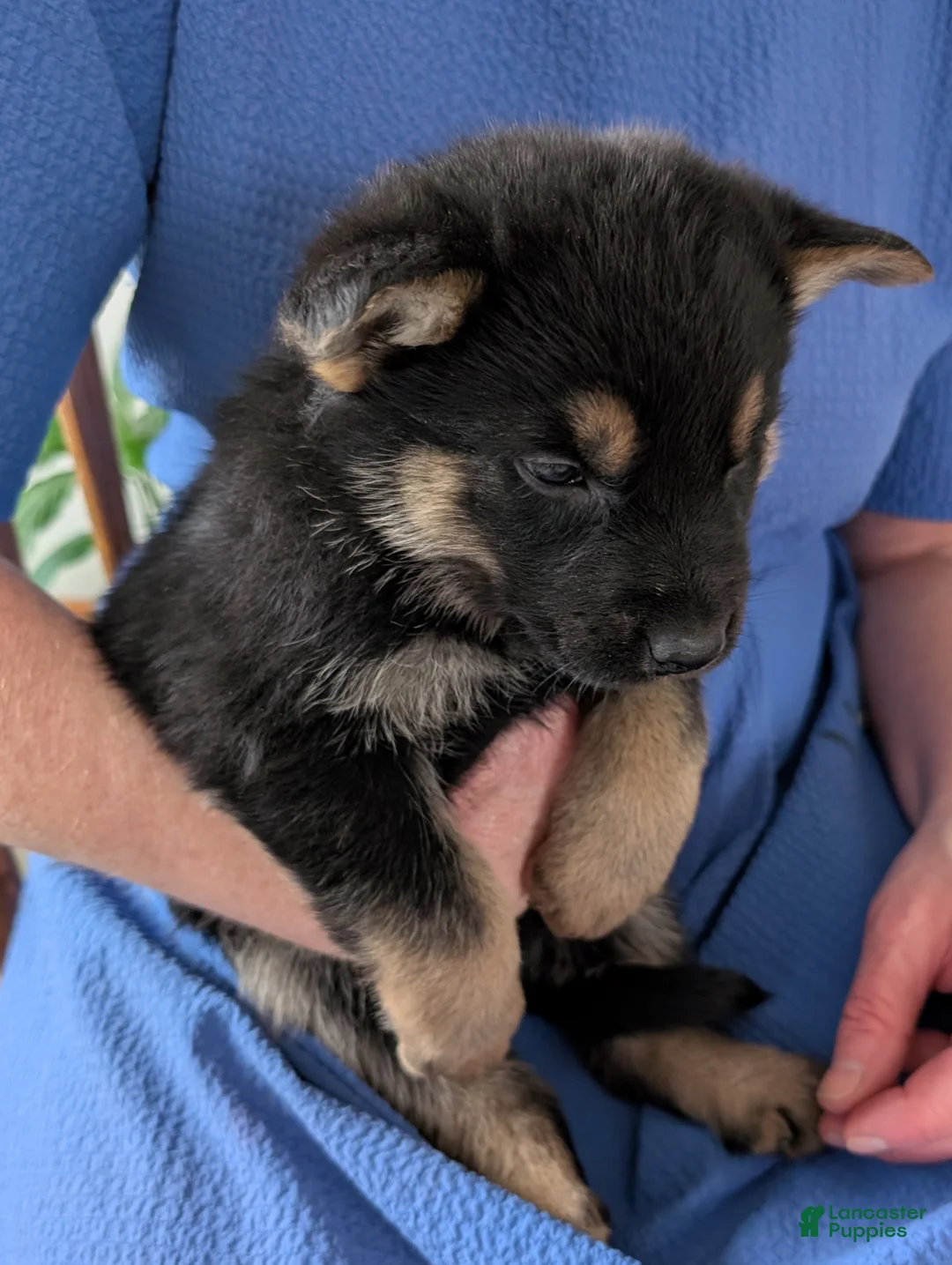 German Shepherd dogs for sale: Dillon  - Ad 13