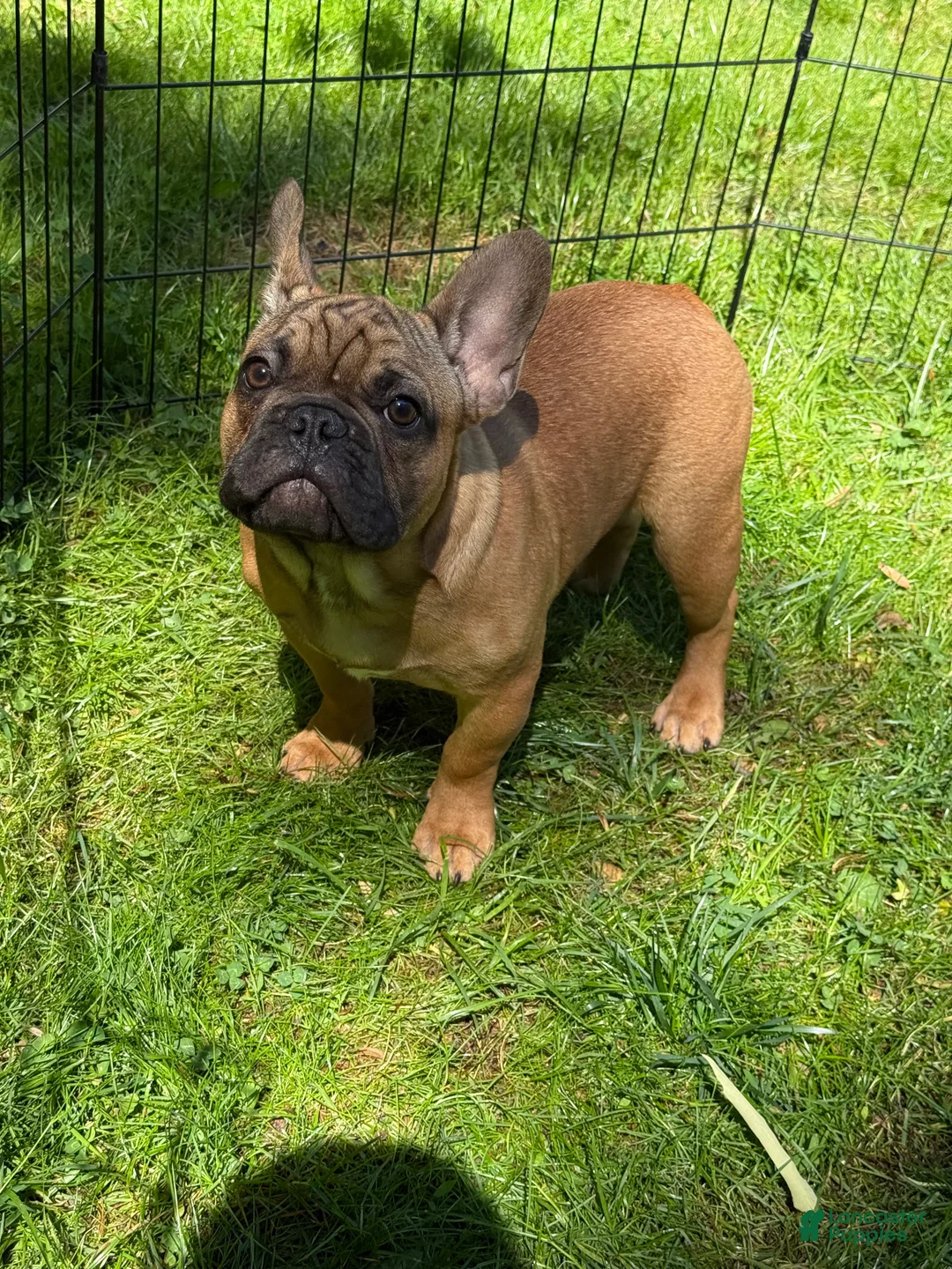 French Bulldog dogs for sale: French Bulldog Puppy 2 - Ad 4