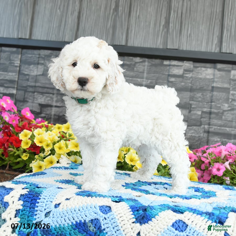 Mini Goldendoodle dogs Silly Billy  - Ad 2