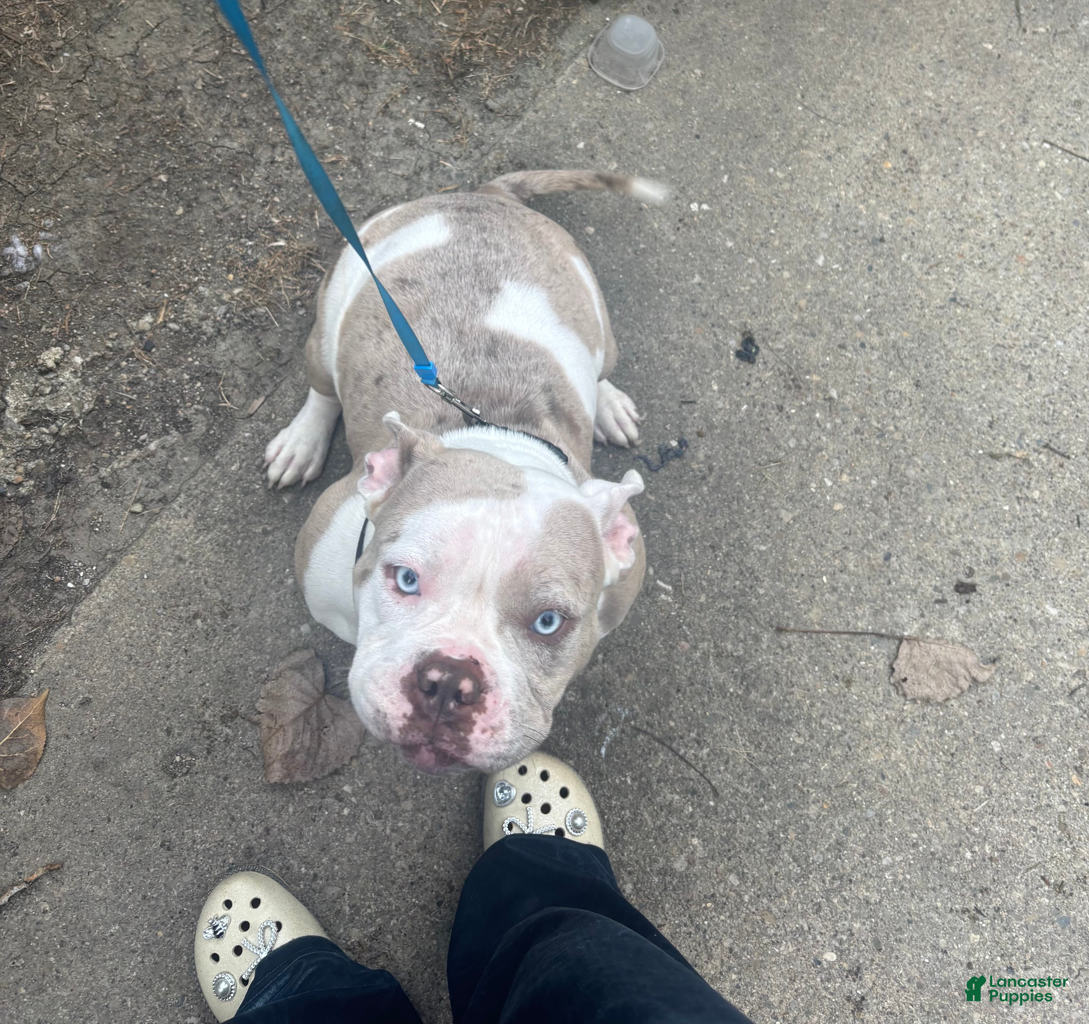 American Bully dogs American Bully 1 - Ad 42