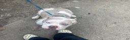 American Bully dogs for sale: American Bully 1 - Ad 1