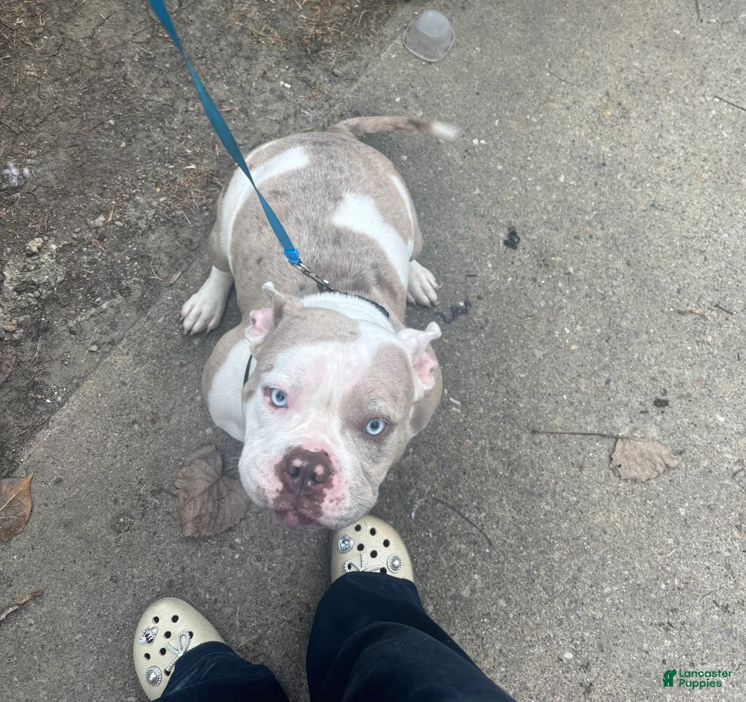 American Bully dogs for sale: American Bully 1 - Ad 1