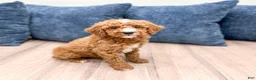 Miniature Poodle dogs for sale: Jackson - Ad 1