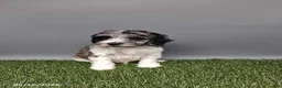 Cockapoo dogs for sale: Cody - Ad 7