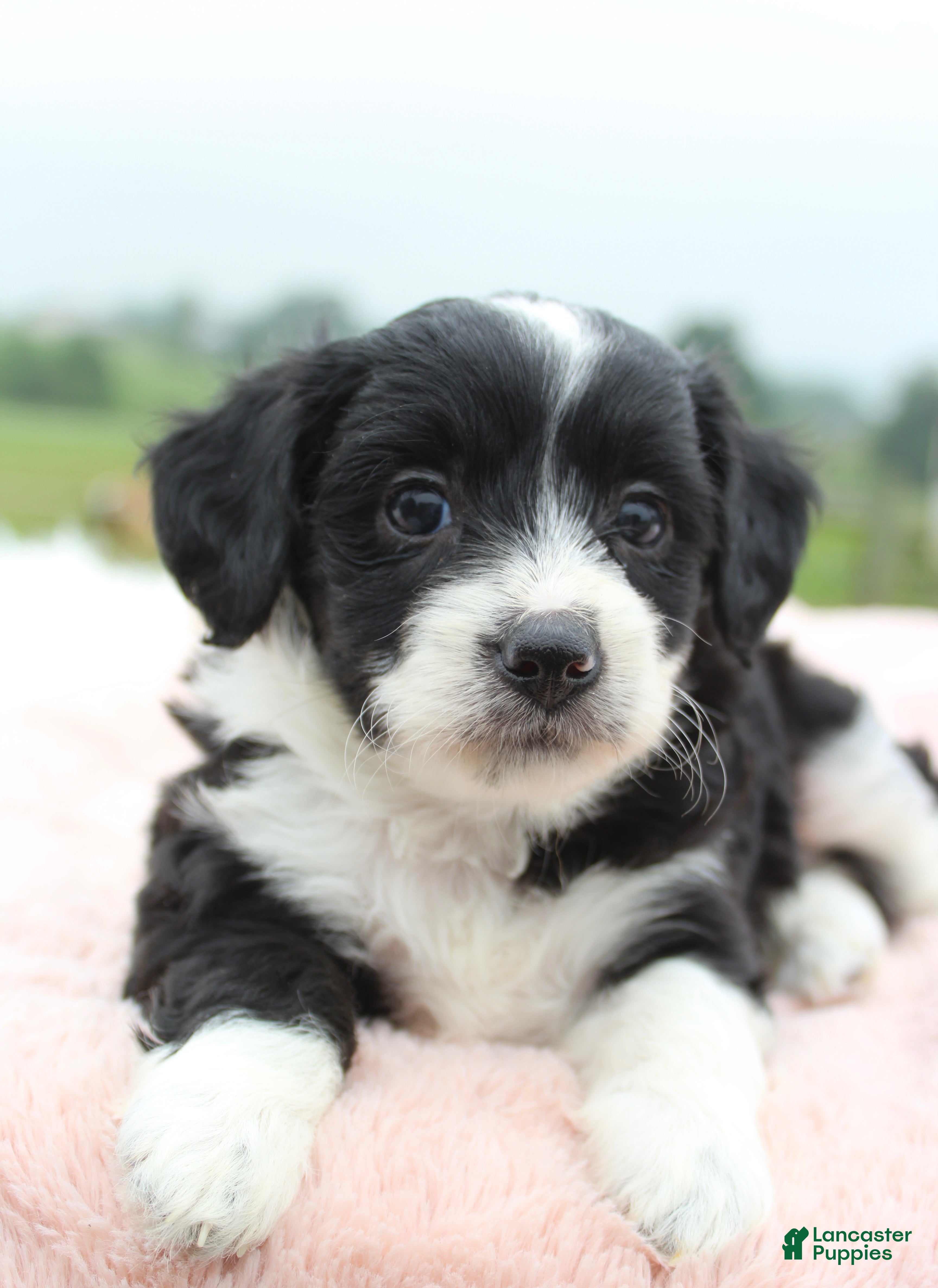 Mini Aussiedoodle dogs Mini Aussiedoodle 4 - Ad 8