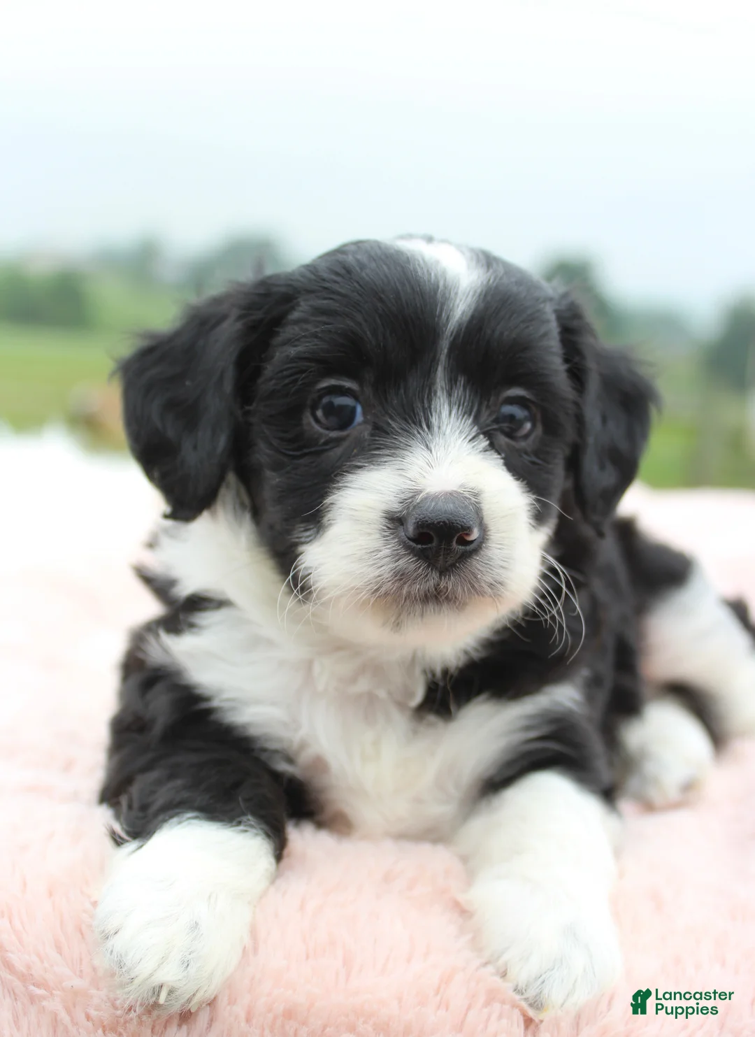 Mini Aussiedoodle dogs for sale: Mini Aussiedoodle 4 - Ad 1