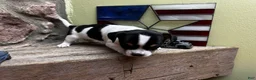 Chihuahua dogs for sale: 🐾Milhouse~Tricolor Chihuahua - Ad 2
