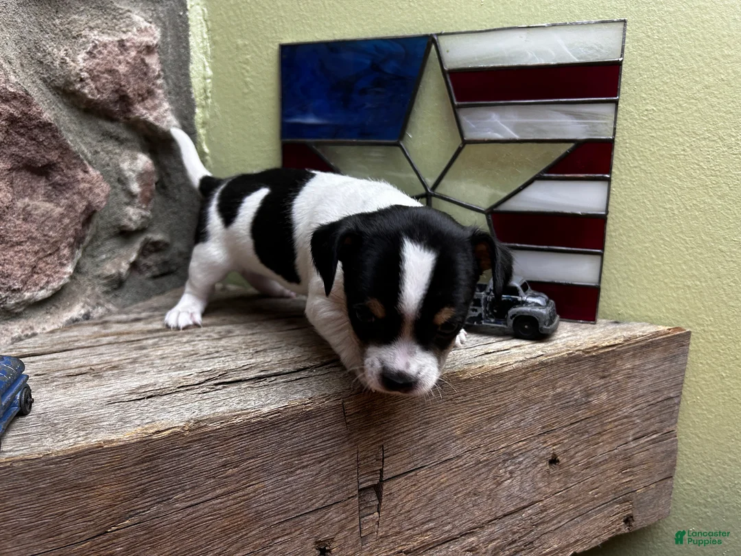 Chihuahua dogs for sale: 🐾Milhouse~Tricolor Chihuahua - Ad 2