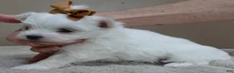 Maltese dogs for sale: Harpo - Ad 9