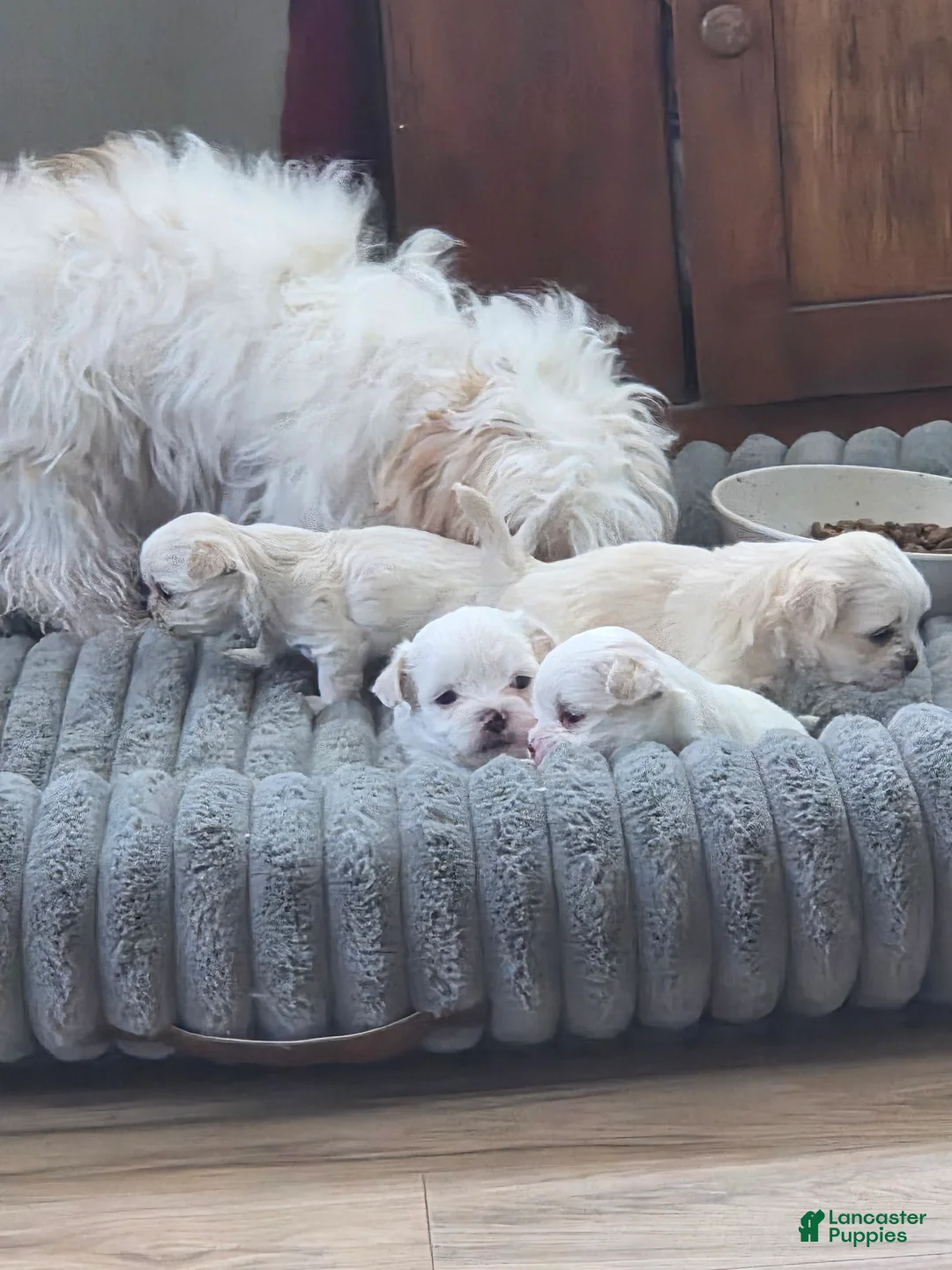 Malshi dogs for sale: Andy - Ad 2