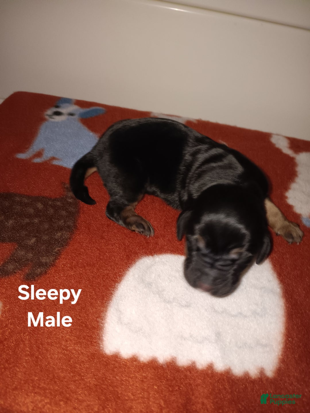 Basset Hound dogs for sale: Sleepy - Ad 6