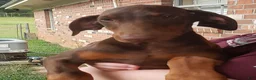 Doberman Pinscher dogs for sale: Rena - Ad 1