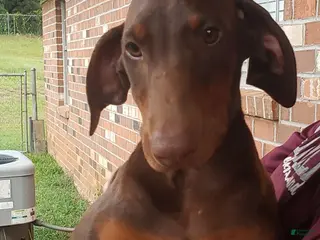 Doberman Pinscher dogs Rena - Ad 1