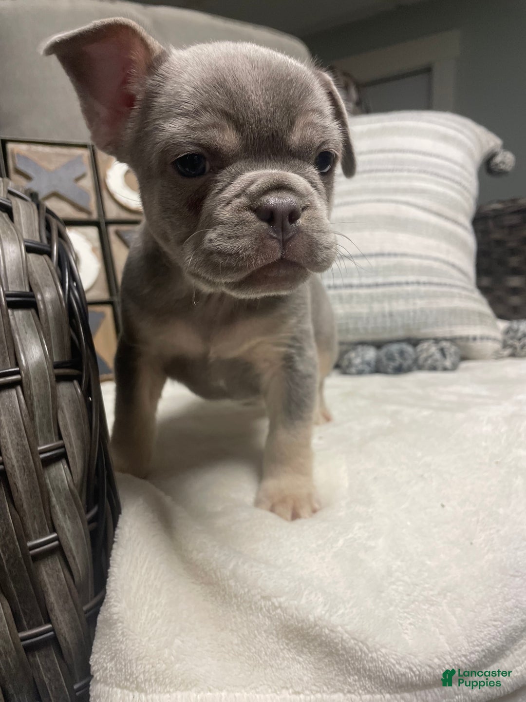 French Bulldog dogs for sale: French Bulldog Puppy 1 - Ad 2