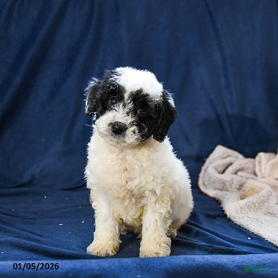 Miniature Poodle dogs for sale: Bear - Ad 1