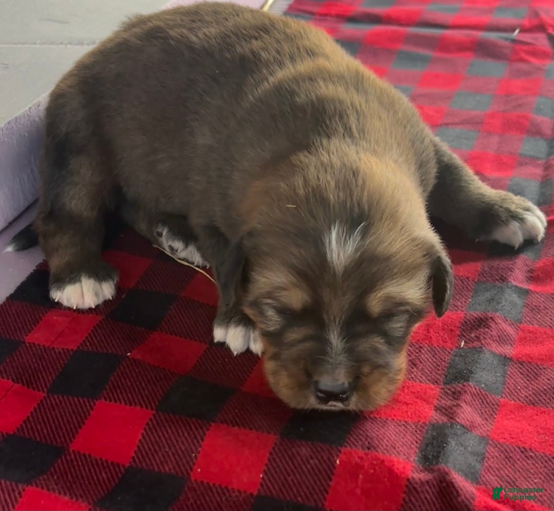 Mixed Breed dogs for sale: Tibetan Mastiff/Bernese Mountain Dog Male 1 - Ad 3