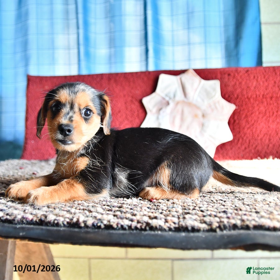 Mixed Breed dogs Mikey - Ad 2