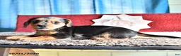 Mixed Breed dogs for sale: Mikey - Ad 2