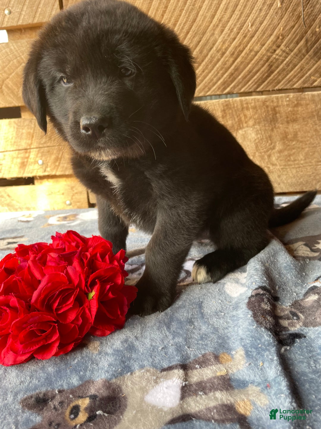 Mixed Breed dogs for sale: Yuki - Ad 4