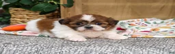 Shih Tzu dogs for sale: Fancy - Ad 2