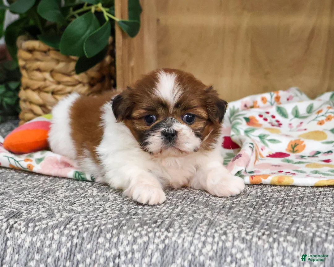 Shih Tzu dogs for sale: Fancy - Ad 2