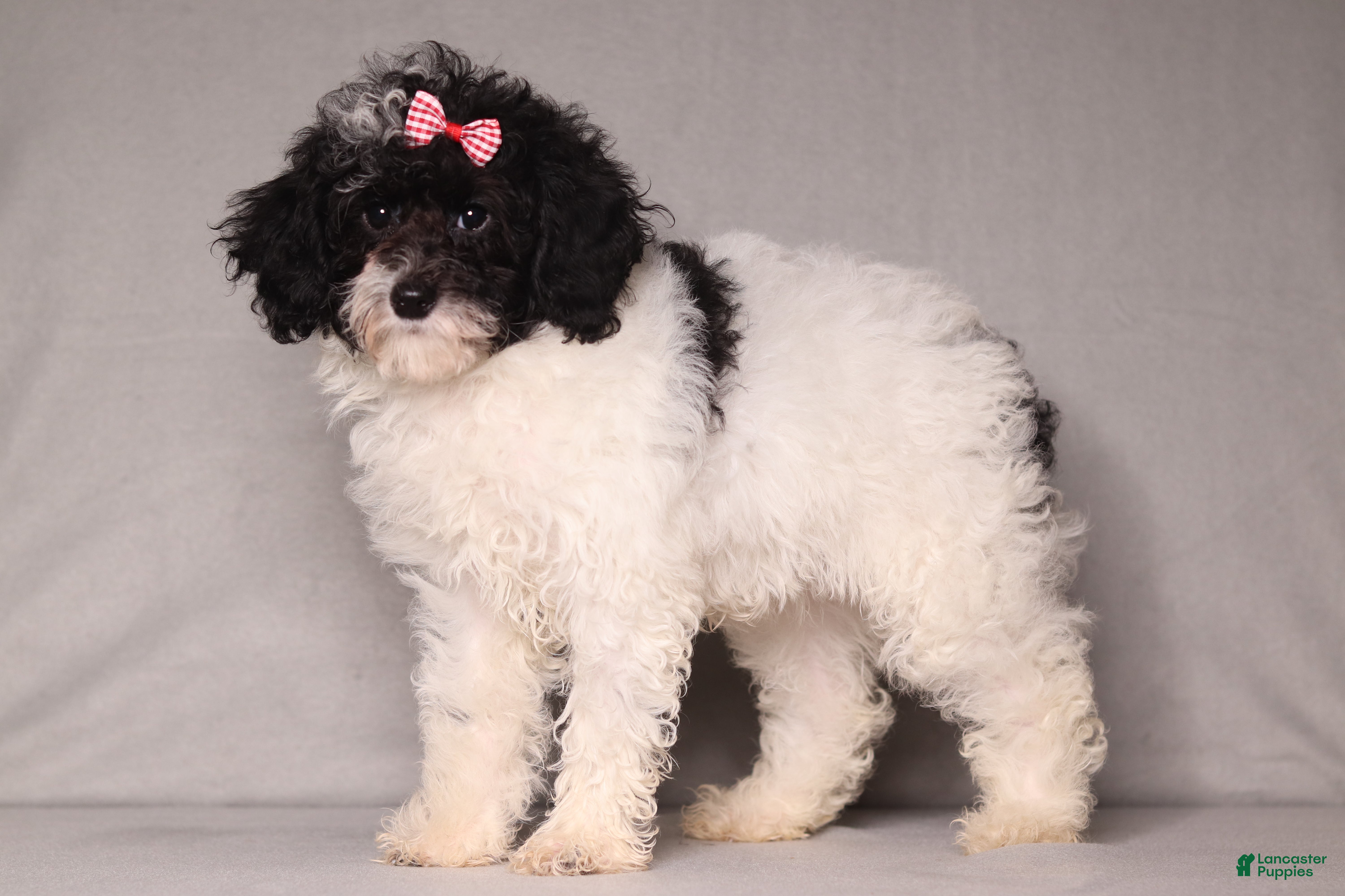 Mixed Breed dogs Paisley  - Ad 2