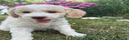 Mini Goldendoodle dogs for sale: Hercules - Ad 2