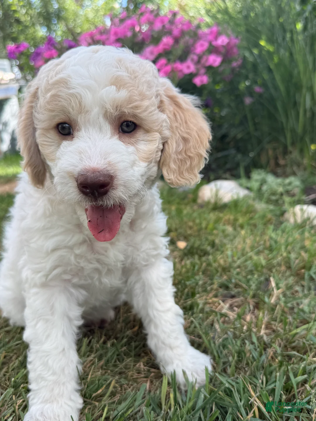 Mini Goldendoodle dogs for sale: Hercules - Ad 2