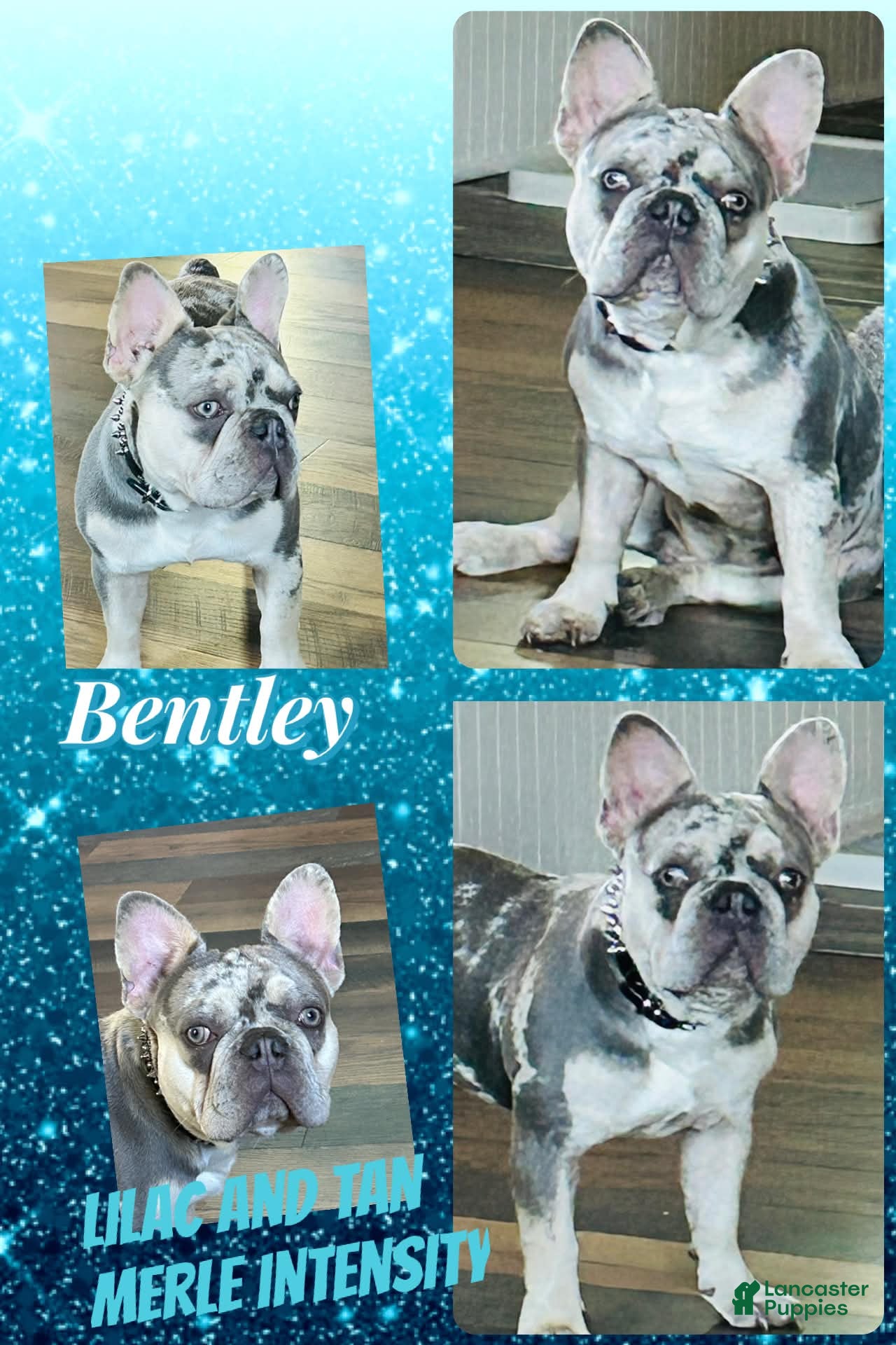 French Bulldog dogs for stud: Bentley 03-22-25 Stud for sale - Ad 3