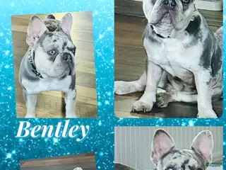 French Bulldog dogs Bentley 03-22-25 Stud for sale - Ad 4