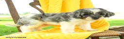 Mini Bernedoodle dogs for sale: Carter - Ad 4