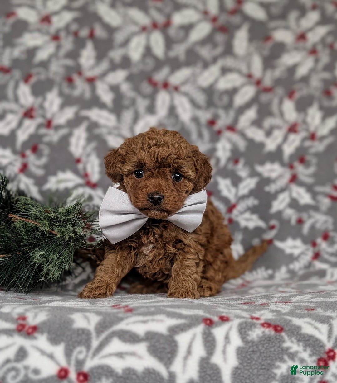 Toy Poodle dogs for sale: Bennet - Ad 1