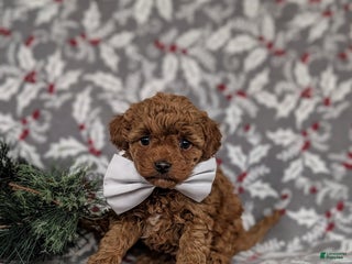 Toy Poodle dogs Bennet - Ad 38