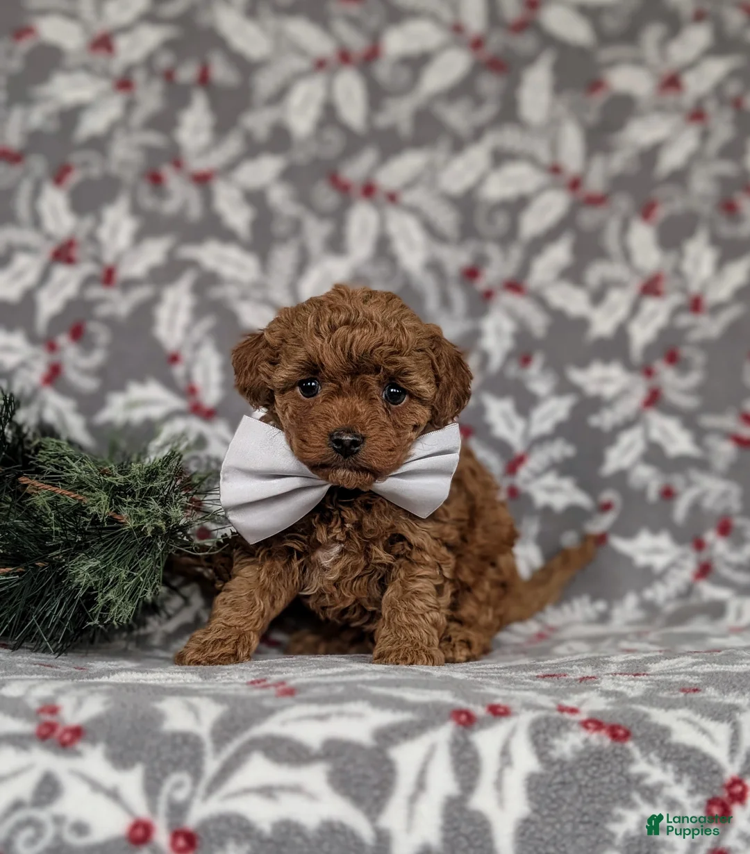 Toy Poodle dogs for sale: Brooklyn  - Ad 8
