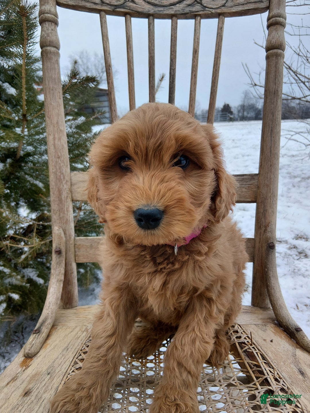 Irish Doodle dogs for sale: F1B Iris - Ad 3