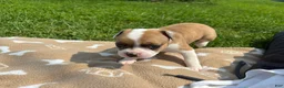 Frenchton dogs for sale: Zotz - Ad 5