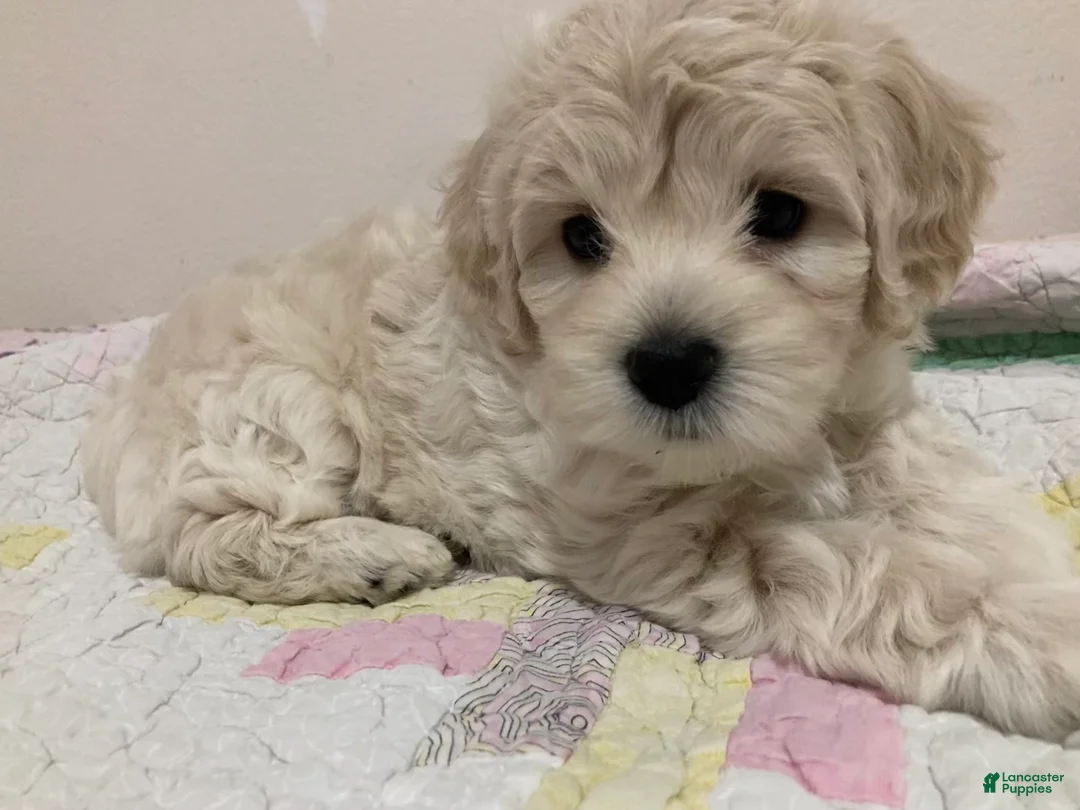 Maltipoo dogs for sale: Lucy - Ad 7