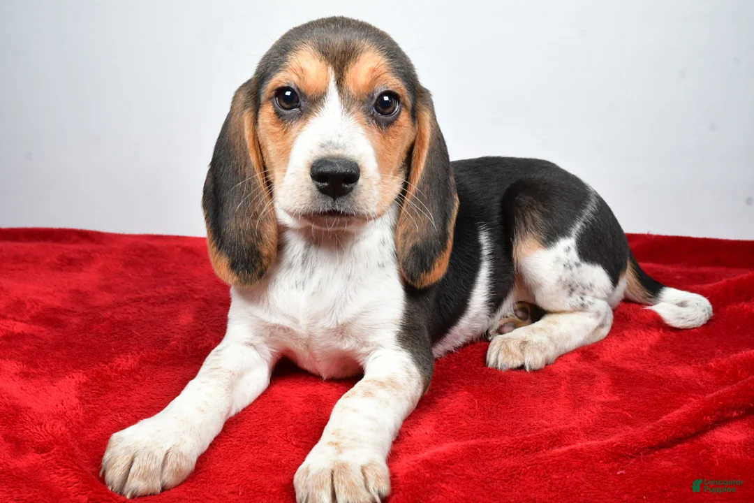 Beagle dogs for sale: Rhoda - Ad 4