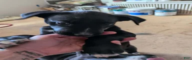 Mixed Breed 6