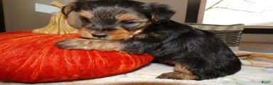 Yorkshire Terrier Puppy 6 Bunny