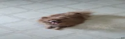 Pomeranian dogs for sale: Toby - Ad 15